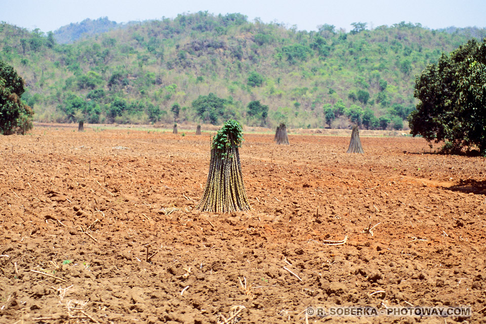 Photos of Countryside Dry Season in Asia, Thailand