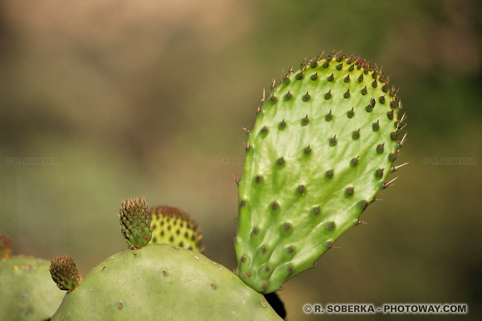 Cactus Wallpaper