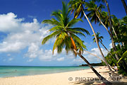 Coconut tree beach wallpaper in Martinique