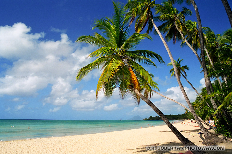 Coconut tree on Beach Wallpaper Martinique