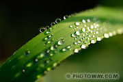 Dew Drops on Foliage Wallpaper