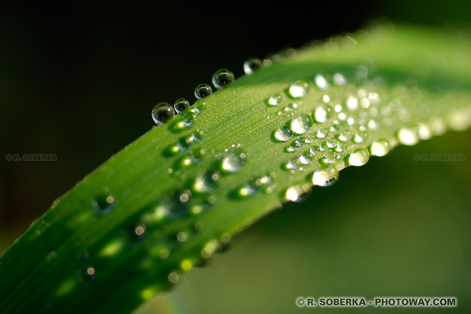 Wallpaper image 1920 1200 : dewdrops on a leaf