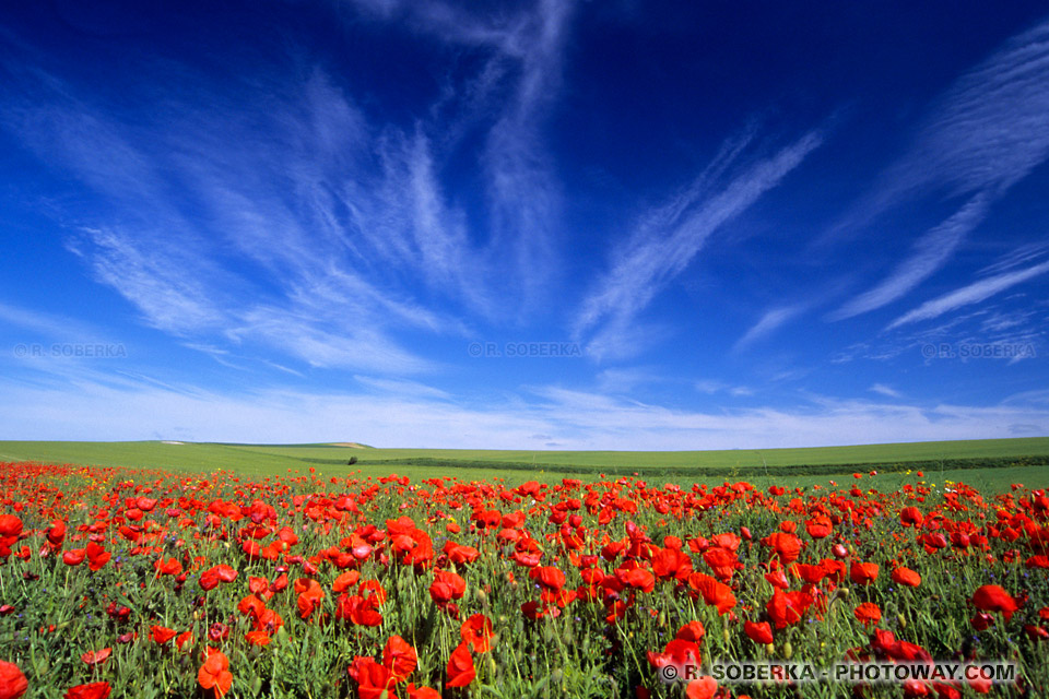 Poppy field wallpaper Opal Coast France