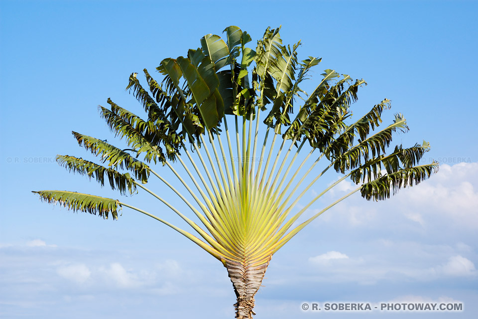 Traveler's Tree Palm Wallpaper