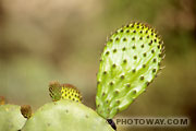 Fond d'écran Cactus