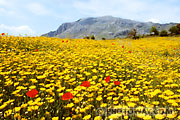 Fond d'écran paysage de fleurs