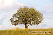 Fond d'écran arbre