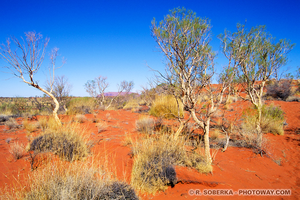 Photo du bush Australien