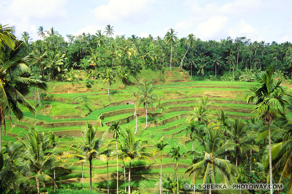 Rizières à Bali