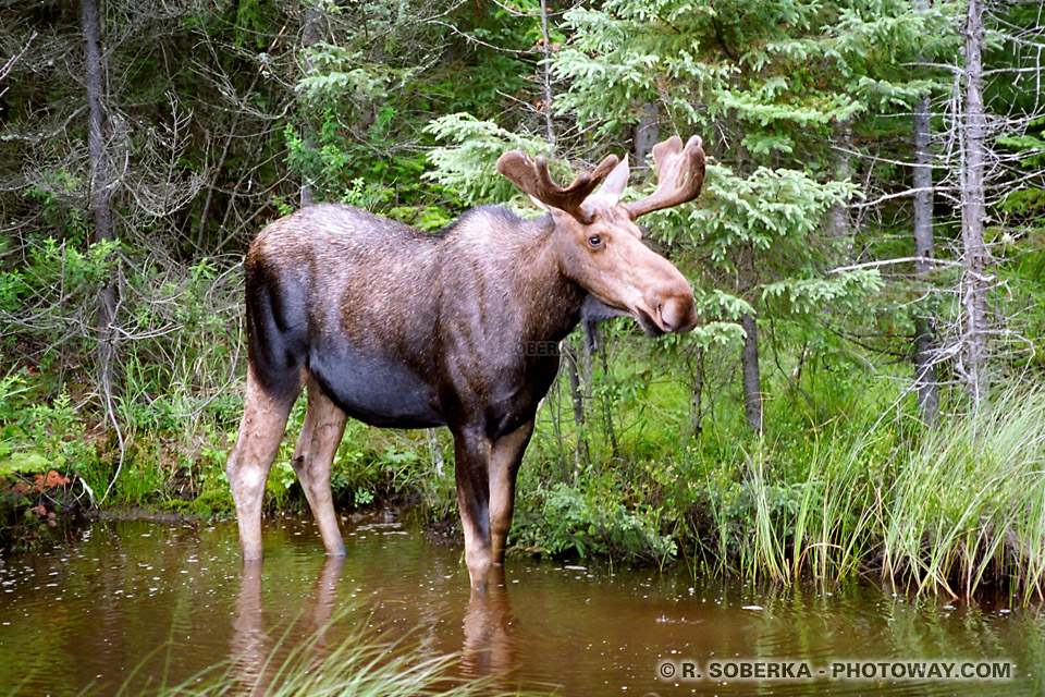 Images du Canada sauvage