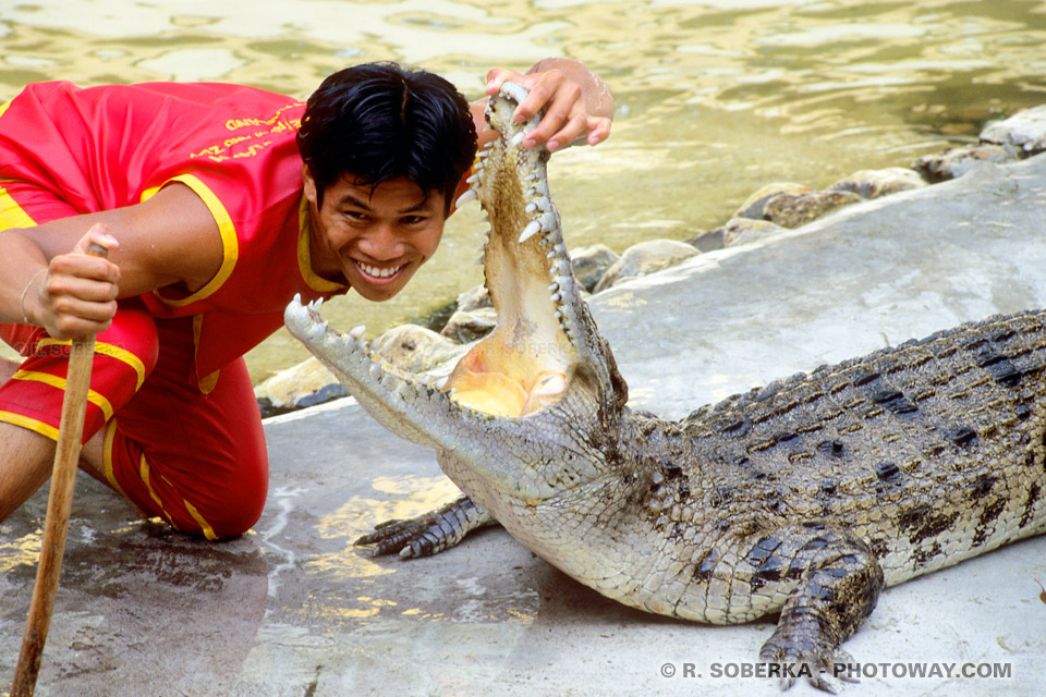 Photos de crocodiles