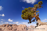 Photo d'un arbre dans un paysage de montagnes arides de Jordanie