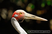 Photothèque d'oiseaux : photo d'un grand échassier