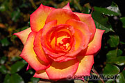 Photo d'une rose géante