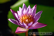 Photos de fleurs de Lotus d'Asie