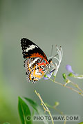 Photos de papillons
