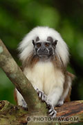 Photos de singes : photo d'un Tamarin, un pinché crête blanche