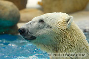 Photo d'un ours blanc