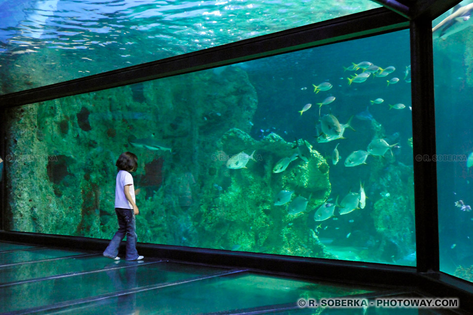 Photo d'une fillette, image de l'Aquarium de Sydney