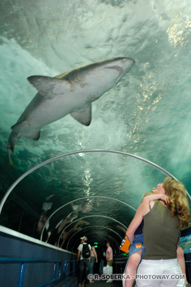 Photos de requins : photo de requins et d'une petite fille terrorisée !