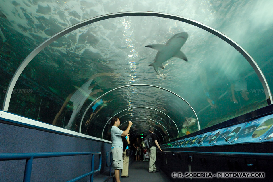 Photos de l'aquarium de Sydney photo et images Aquarium de Sydney