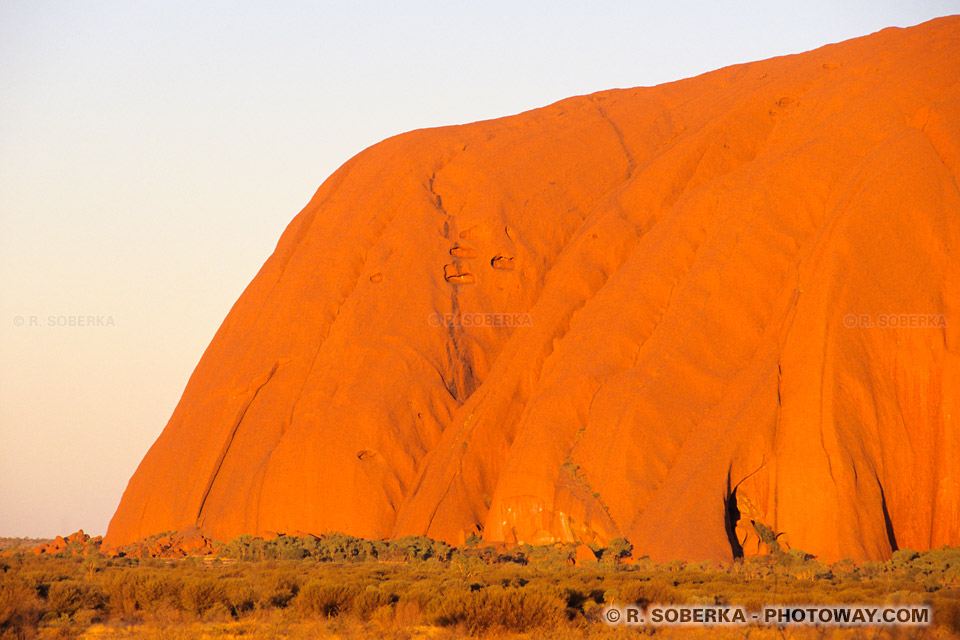 arbres dans le désert australien photo à Ayers Rock