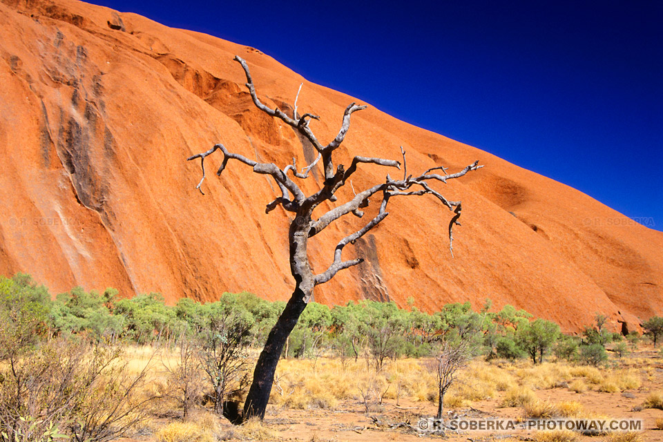 arbre mort dans le désert en Australie