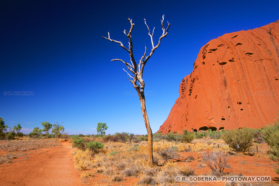 Image de randonnée en Australie photo de trek dans le désert à Ayers Rock