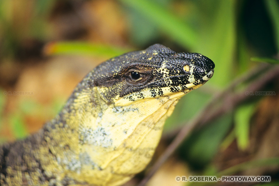 varan Australie