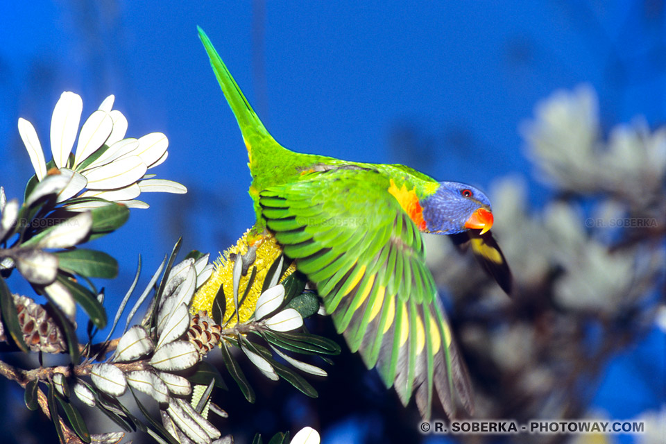 Rainbow Lorikeet perroquet