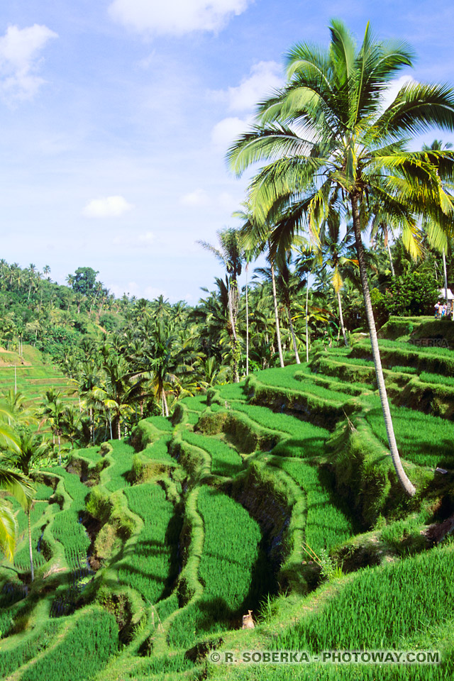 Photo de rizières en térrasses à Bali