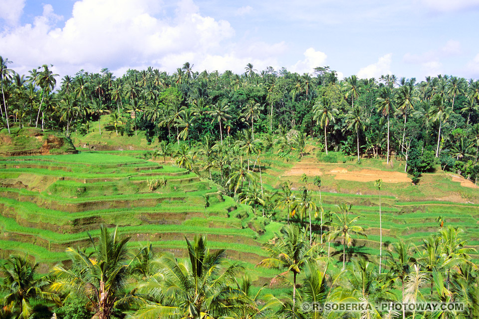 rizières en terrasses Bali