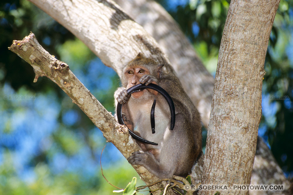Photo de voleur singe