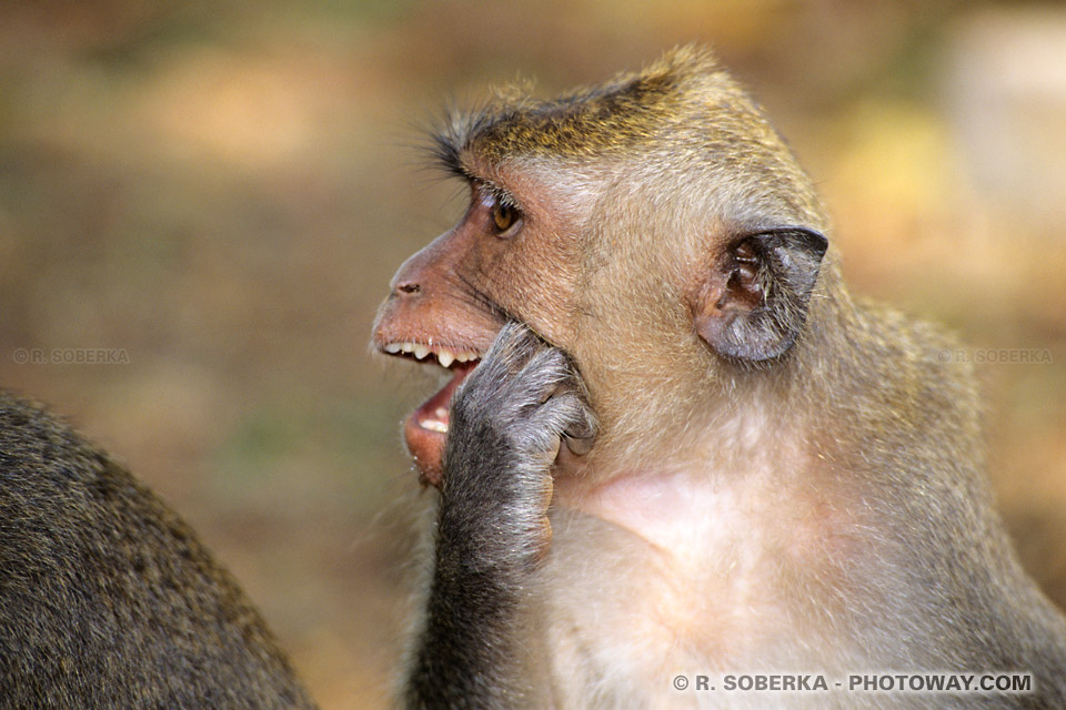 macaque