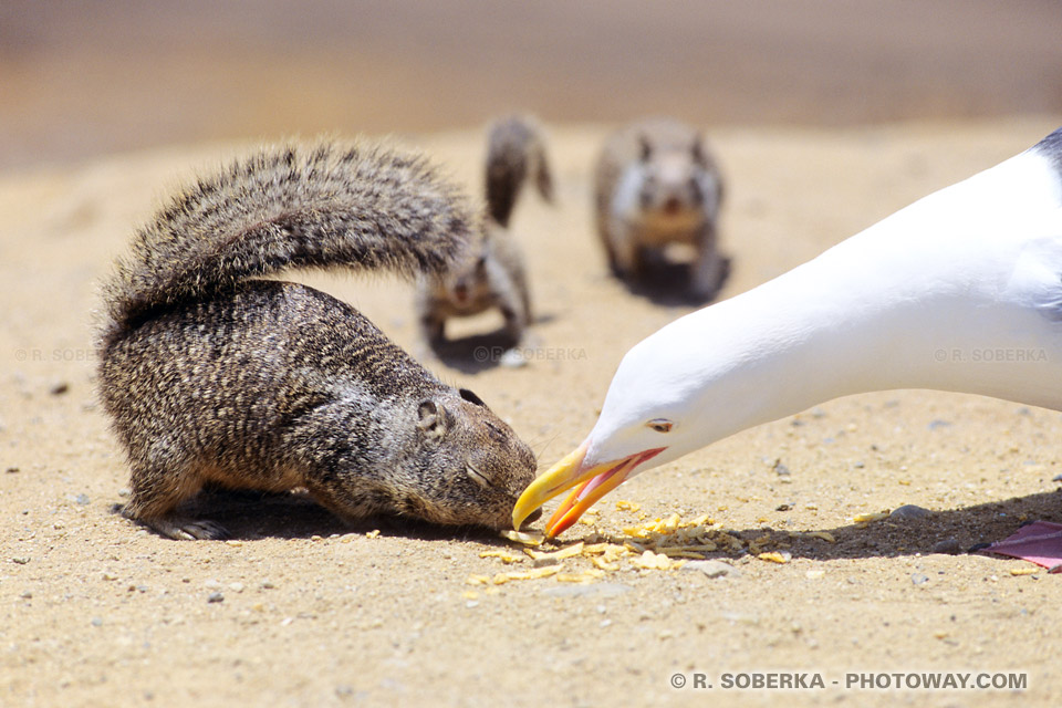 images des écureuils de Californie et d'une mouette