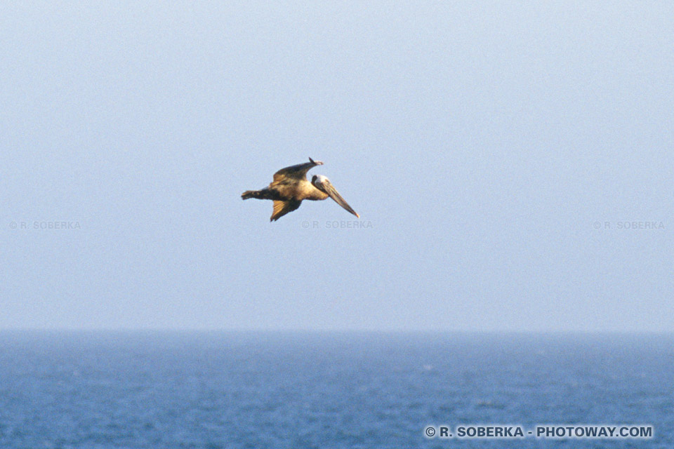 Photos de pélicans gris : Photo d'un pélican géant en Californie