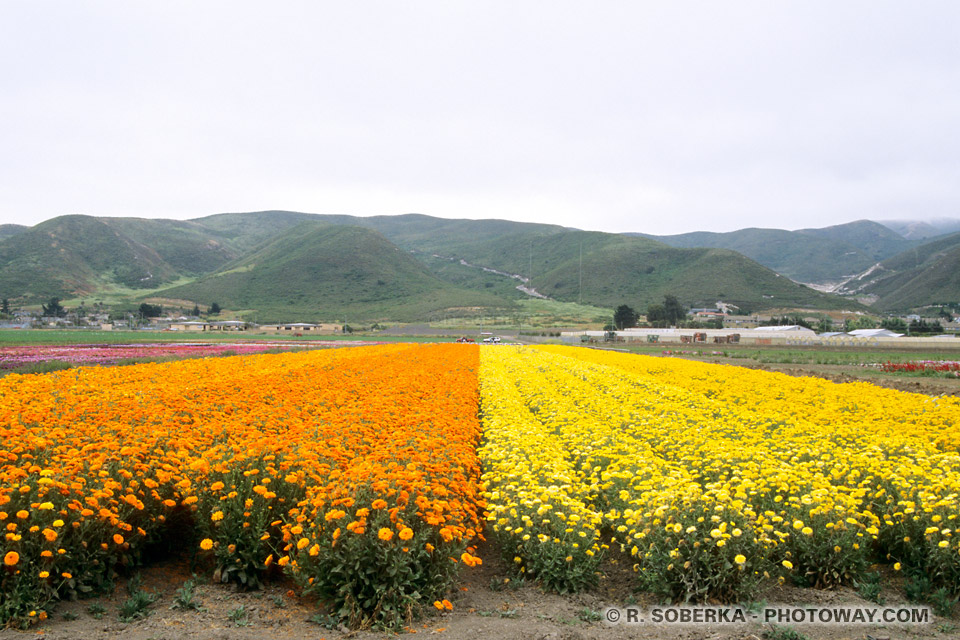 Photos de champs de fleurs : Photo à Lompoc en Californie aux Etats-Unis