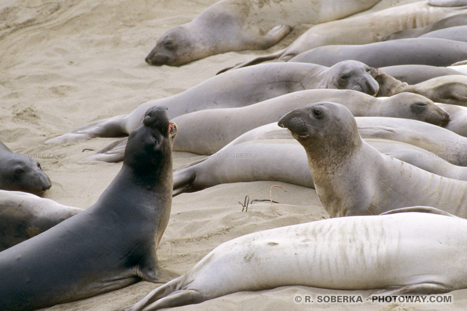 Photos de phoques : photo de phoques sauvages californiens