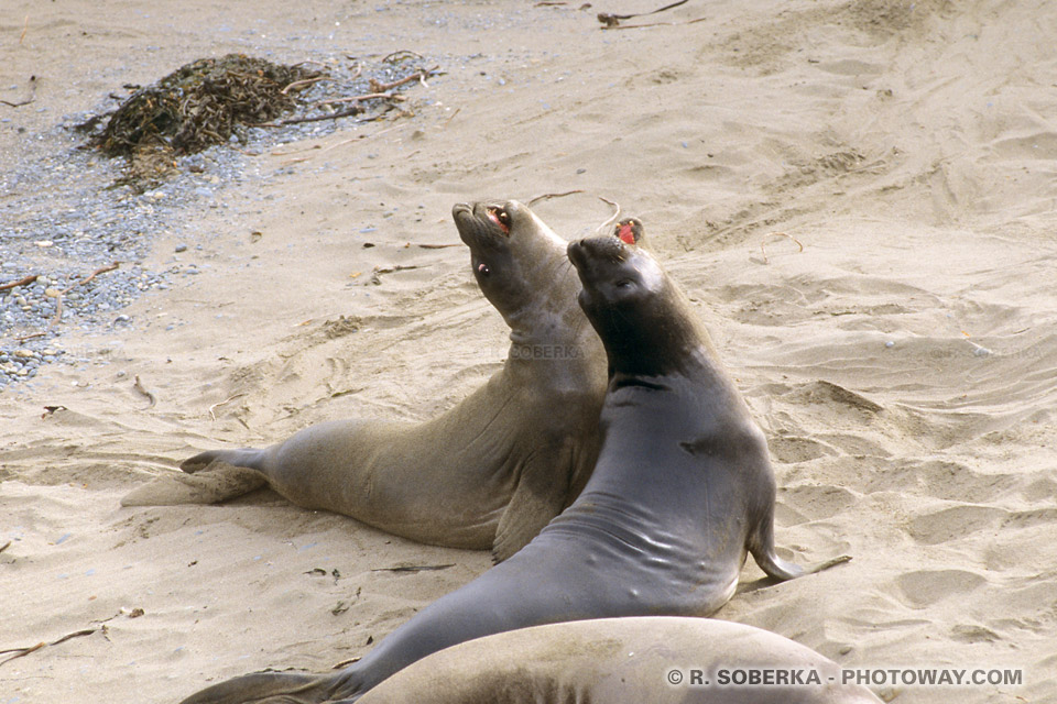 Photos d'animaux Sauvages : photo de phoques sauvages en Californie