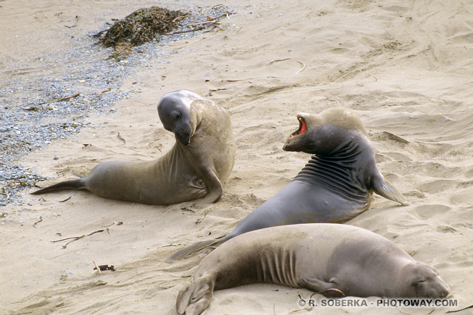 Photos de phoque : Photo d'un phoque en Californie aux Etats Unis