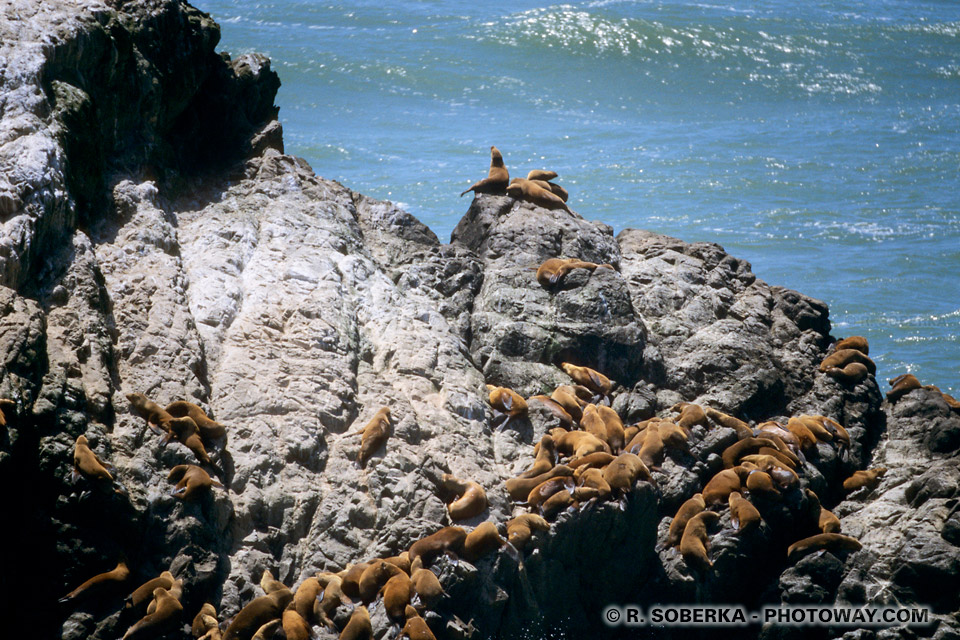 Photos du Seal Rocks : Photo du rocher aux Phoques de San Francisco