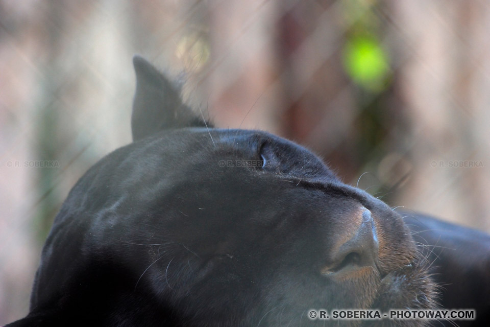 Photos d'une panthère noire en cage au zoo de Santiago