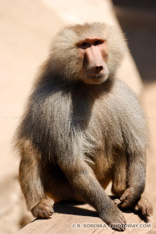 Photo d'un babouin : image d'un babouin un singe d'Afrique australe