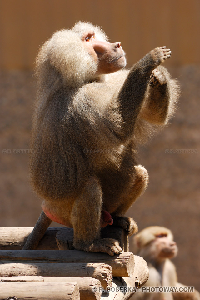 Photos de babouins : images de babouins singes d'Afrique australe