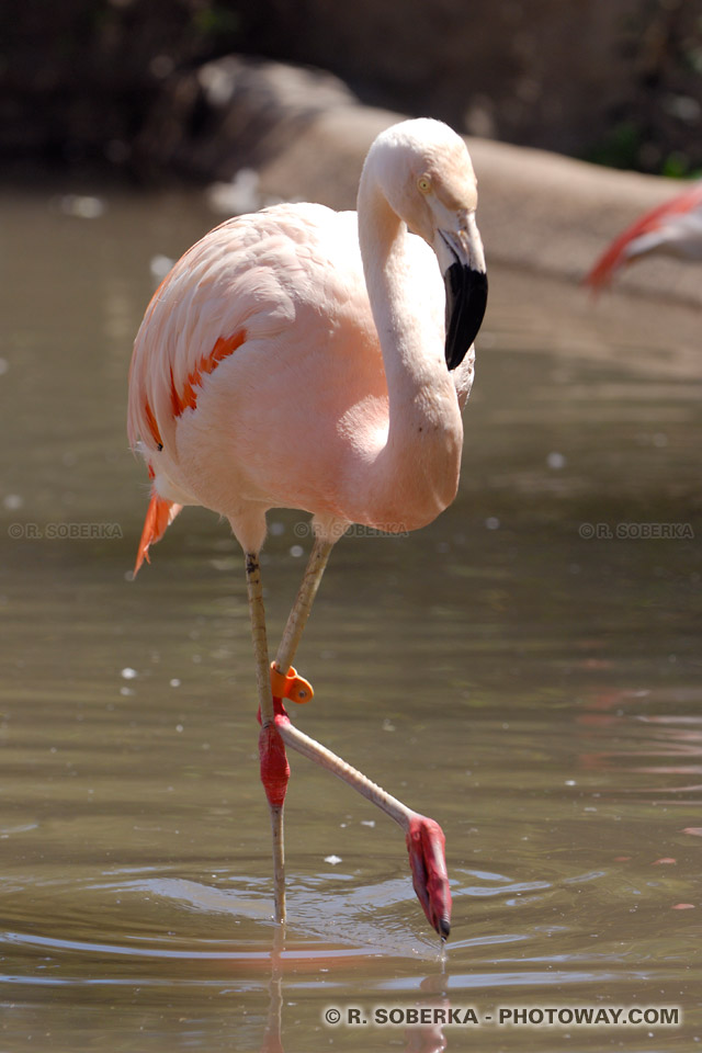 Photo d'un Flamant rose - photos du parc urbain de Santiago au Chili