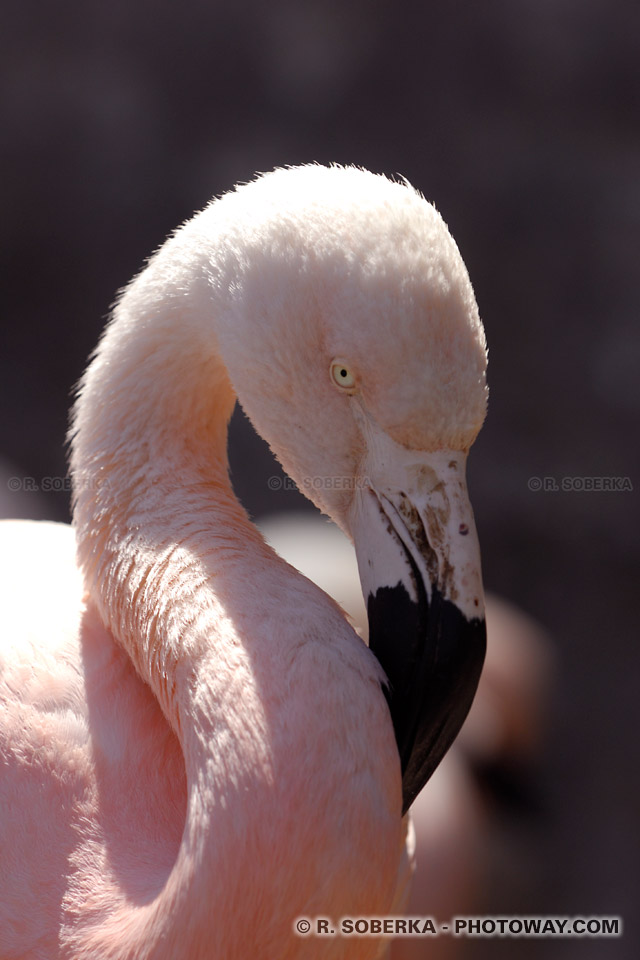 Photo de l'oeil inquisiteur d'un Flamant rose au Chili