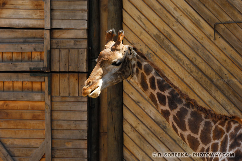 Photos de girafes : Photo d'une girafe dans le zoo de Santiago au Chili