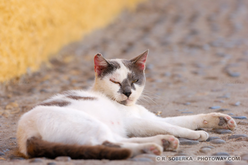 chat de gouttière image de Valparaíso au Chili