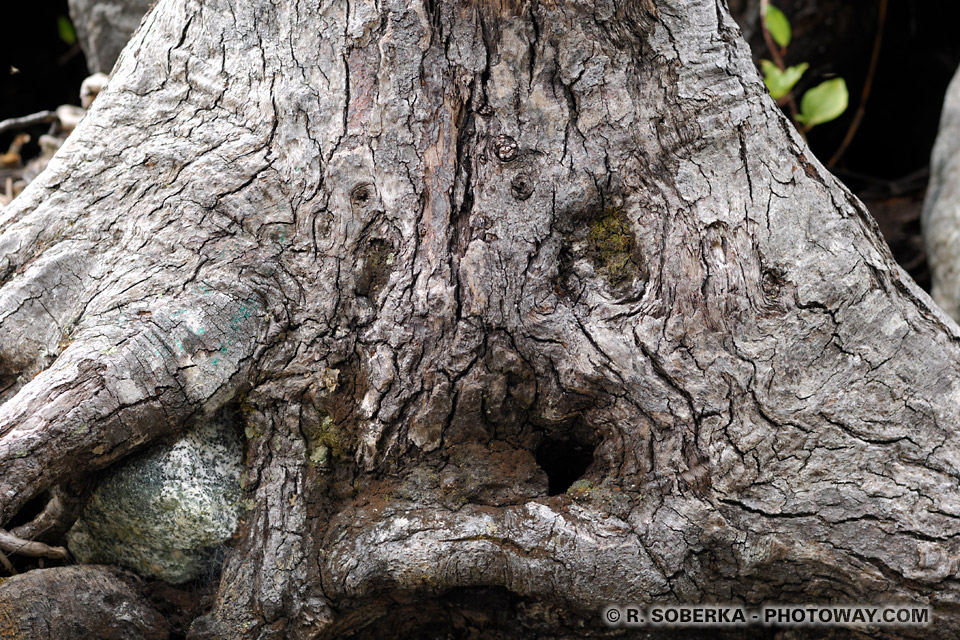 Photo d'un tronc d'arbre mysterieux photos de troncs d'arbres