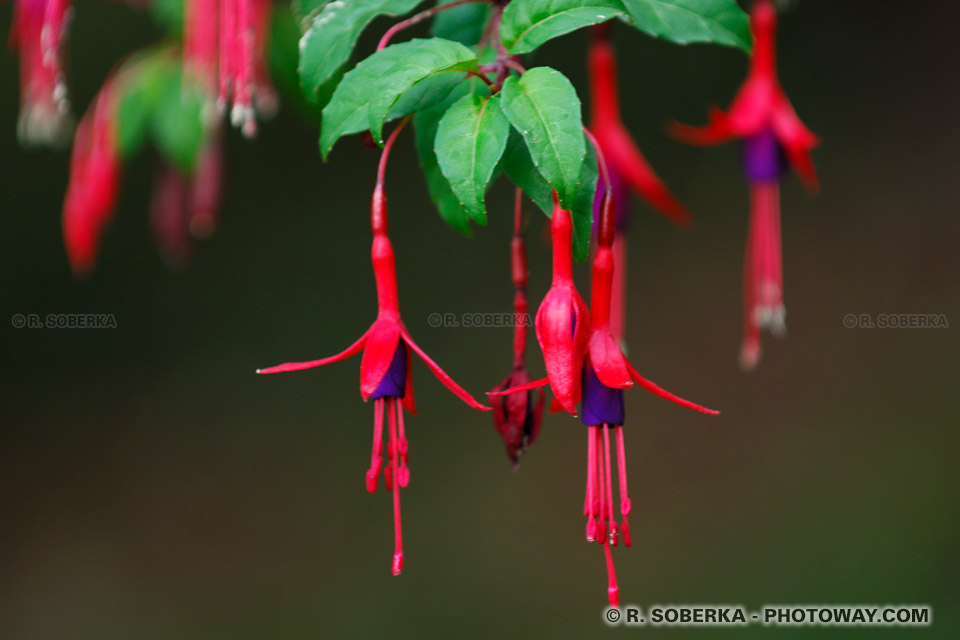 Photos fuchsias fleurs clochettes photo fuchsias fleur clochette